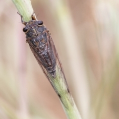 Galanga labeculata (Double-spotted cicada) at Coree, ACT - 6 Jan 2021 by SWishart