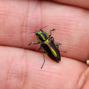 Selagis caloptera at Numbugga, NSW - 1 Jan 2021 11:05 AM