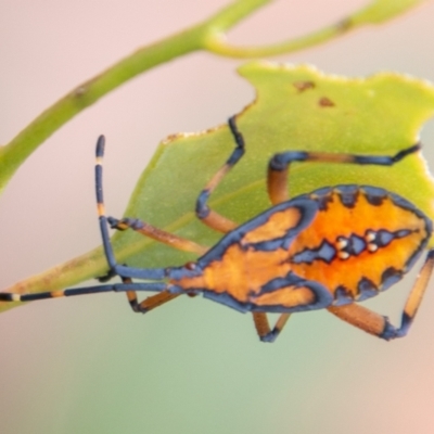 Amorbus (genus) (Eucalyptus Tip bug) at Coree, ACT - 6 Jan 2021 by SWishart