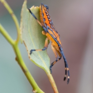 Amorbus sp. (genus) at Coree, ACT - 6 Jan 2021