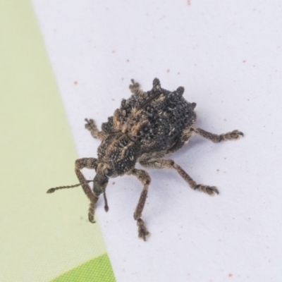 Oxyops fasciculatus (A weevil) at Scullin, ACT - 29 Nov 2020 by AlisonMilton