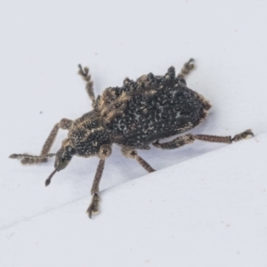 Oxyops fasciculatus at Scullin, ACT - 29 Nov 2020