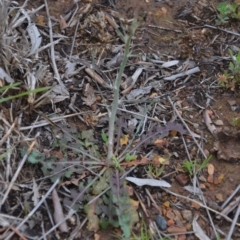 Crepis capillaris (Smooth Hawksbeard) at Sutton, NSW - 24 Oct 2020 by natureguy