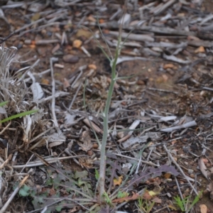 Chondrilla juncea at Sutton, NSW - 24 Oct 2020