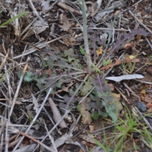 Chondrilla juncea at Sutton, NSW - 24 Oct 2020