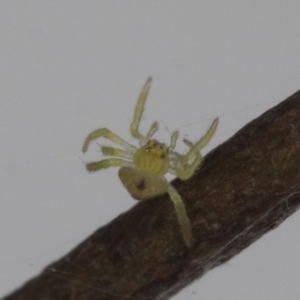 Austracantha minax at Higgins, ACT - 7 Jan 2021