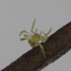 Austracantha minax (Christmas Spider, Jewel Spider) at Higgins, ACT - 7 Jan 2021 by AlisonMilton