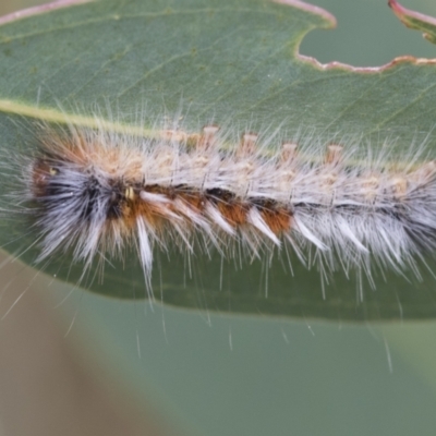 Anthela varia (Hairy Mary) at The Pinnacle - 5 Jan 2021 by AlisonMilton