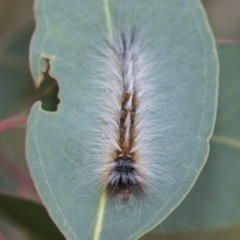 Anthela varia at Hawker, ACT - 6 Jan 2021 08:07 AM