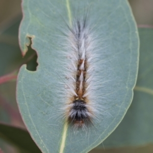 Anthela varia at Hawker, ACT - 6 Jan 2021 08:07 AM