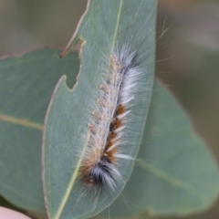 Anthela varia at Hawker, ACT - 6 Jan 2021