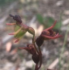 Caleana minor (Small Duck Orchid) at Lower Boro, NSW - 7 Jan 2021 by mcleana