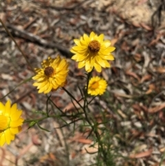 Xerochrysum viscosum (Sticky Everlasting) at Lower Boro, NSW - 24 Dec 2020 by mcleana