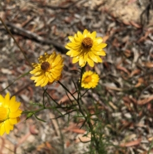 Xerochrysum viscosum at Lower Boro, NSW - 24 Dec 2020