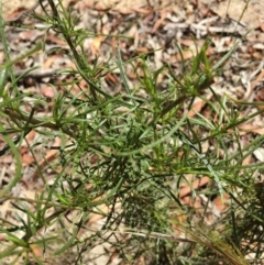 Xerochrysum viscosum at Lower Boro, NSW - 24 Dec 2020