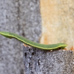 Geometridae (family) IMMATURE at Holt, ACT - 6 Jan 2021 by AlisonMilton