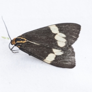 Nyctemera amicus at Holt, ACT - 6 Jan 2021 01:42 PM