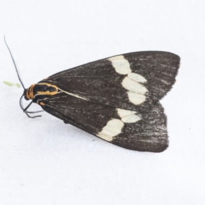 Nyctemera amicus (Senecio Moth, Magpie Moth, Cineraria Moth) at The Pinnacle - 6 Jan 2021 by AlisonMilton