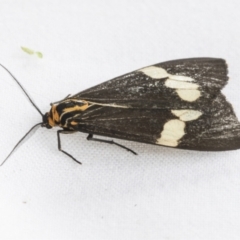 Nyctemera amicus at Holt, ACT - 6 Jan 2021 01:42 PM