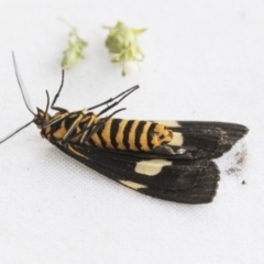 Nyctemera amicus at Holt, ACT - 6 Jan 2021 01:42 PM