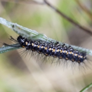 Nyctemera amicus at Holt, ACT - 6 Jan 2021 01:42 PM