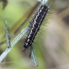 Nyctemera amicus at Holt, ACT - 6 Jan 2021 01:42 PM