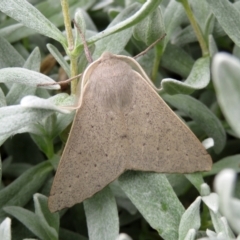 Arhodia lasiocamparia (Pink Arhodia (Oenochrominae)) at Macarthur, ACT - 6 Jan 2021 by RodDeb