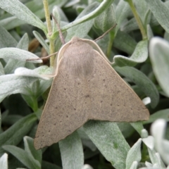 Arhodia lasiocamparia (Pink Arhodia) at Macarthur, ACT - 6 Jan 2021 by RodDeb