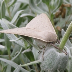 Arhodia lasiocamparia at Macarthur, ACT - 6 Jan 2021 10:03 AM