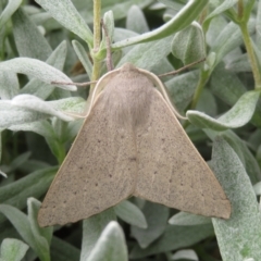 Arhodia lasiocamparia at Macarthur, ACT - 6 Jan 2021 10:03 AM