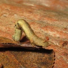 Geometridae (family) IMMATURE at Macarthur, ACT - 7 Jan 2021