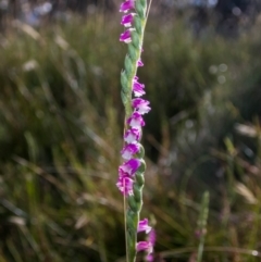 Spiranthes australis (Austral Ladies Tresses) at Conder, ACT - 7 Jan 2021 by dan.clark