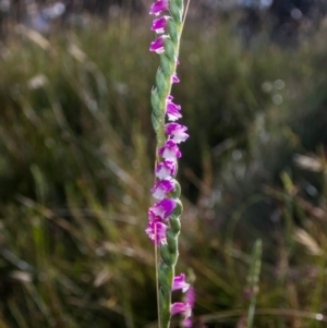 Spiranthes australis at Conder, ACT - 7 Jan 2021