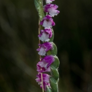 Spiranthes australis at Conder, ACT - 7 Jan 2021