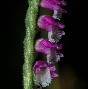 Spiranthes australis at Conder, ACT - 7 Jan 2021