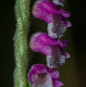 Spiranthes australis at Conder, ACT - 7 Jan 2021