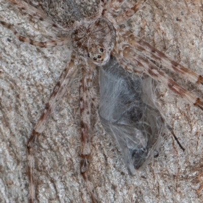 Tamopsis sp. (genus) (Two-tailed spider) at Paddys River, ACT - 6 Jan 2021 by rawshorty