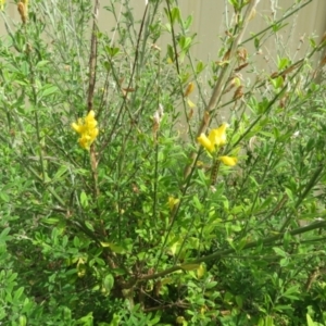 Genista monspessulana at Macarthur, ACT - 6 Jan 2021 09:51 AM