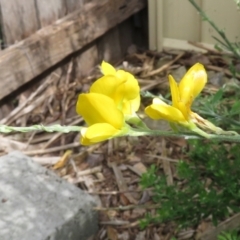 Genista monspessulana at Macarthur, ACT - 6 Jan 2021 09:51 AM