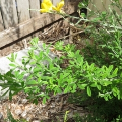 Genista monspessulana at Macarthur, ACT - 6 Jan 2021