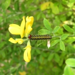 Genista monspessulana at Macarthur, ACT - 6 Jan 2021 09:51 AM