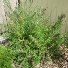 Genista monspessulana at Macarthur, ACT - 6 Jan 2021