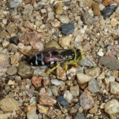 Bembix sp. (genus) (Unidentified Bembix sand wasp) at Macarthur, ACT - 6 Jan 2021 by RodDeb