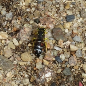 Bembix sp. (genus) at Macarthur, ACT - 6 Jan 2021