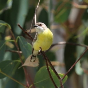 Gerygone olivacea at Tharwa, ACT - suppressed