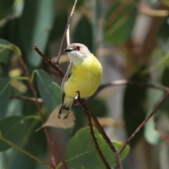 Gerygone olivacea (White-throated Gerygone) at Paddys River, ACT - 6 Jan 2021 by RodDeb