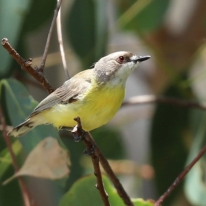 Gerygone olivacea at Tharwa, ACT - suppressed