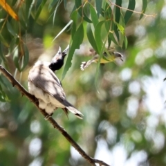 Gerygone olivacea at Tharwa, ACT - 6 Jan 2021