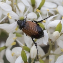 Phyllotocus navicularis (Nectar scarab) at The Pinnacle - 6 Jan 2021 by AlisonMilton