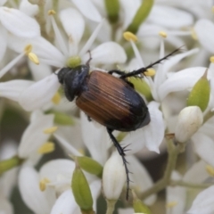 Phyllotocus macleayi (Nectar scarab) at Hawker, ACT - 5 Jan 2021 by AlisonMilton